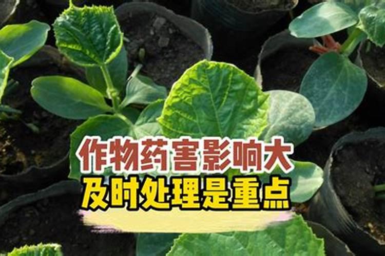 快要成熟的香瓜烂底怎么防治