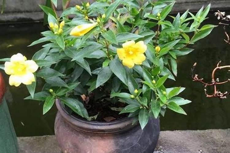 刚栽的茉莉花怎么养,必须要掌握的4个方法