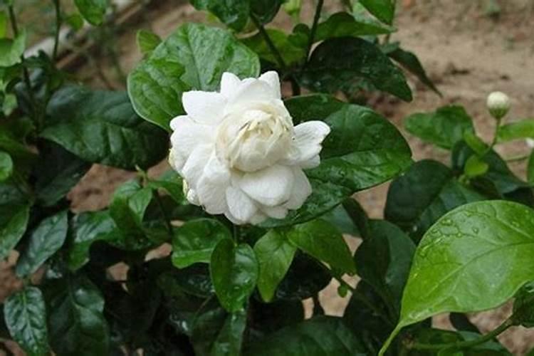 刚栽的茉莉花怎么养
