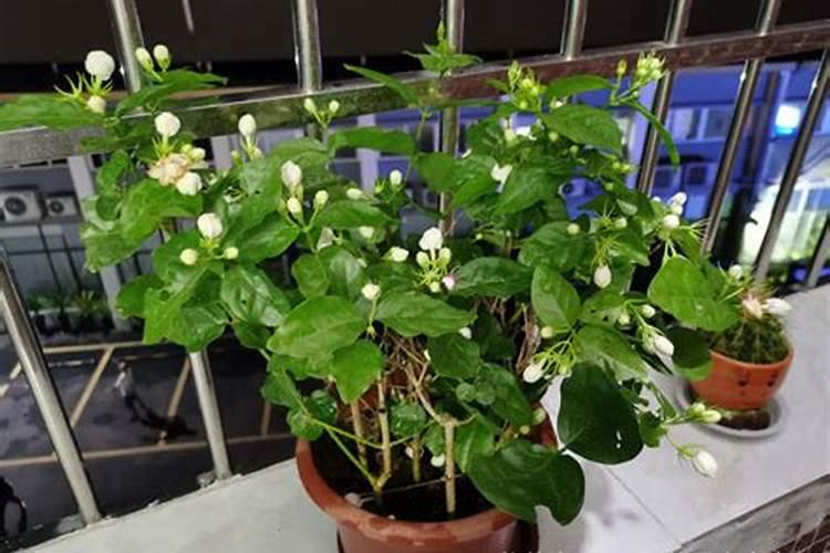 茉莉花换土时间和方法,换土后养护措施及注意事