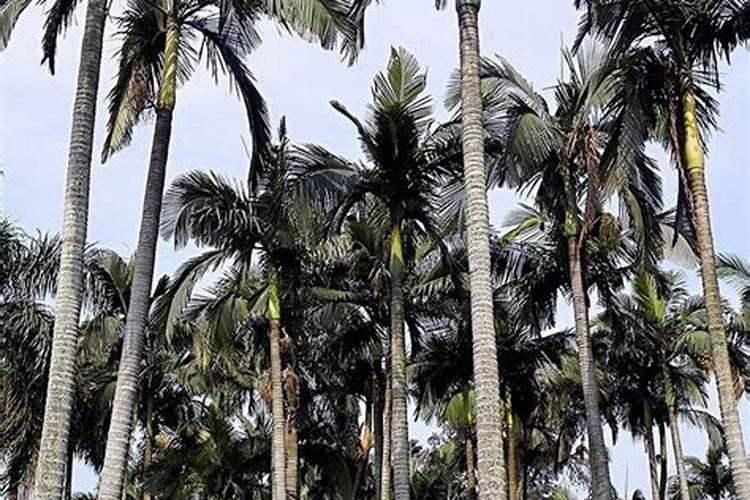 玉米需要什么条件种植 种植玉米需要什么条件