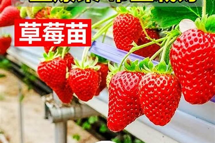 一株草莓能活几年