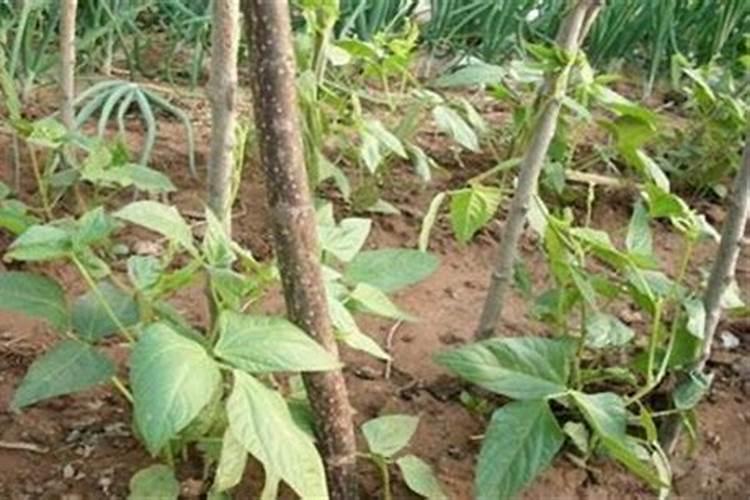 豇豆花叶病症状及防治方法