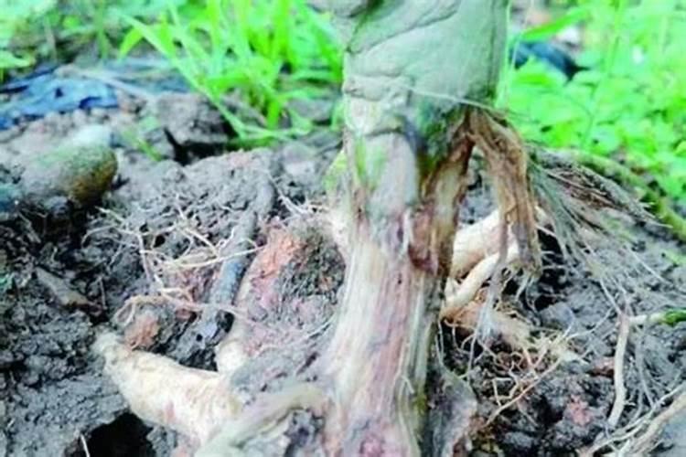 豇豆在和玉米近处种植.防治灭草剂豇豆影响产量吗