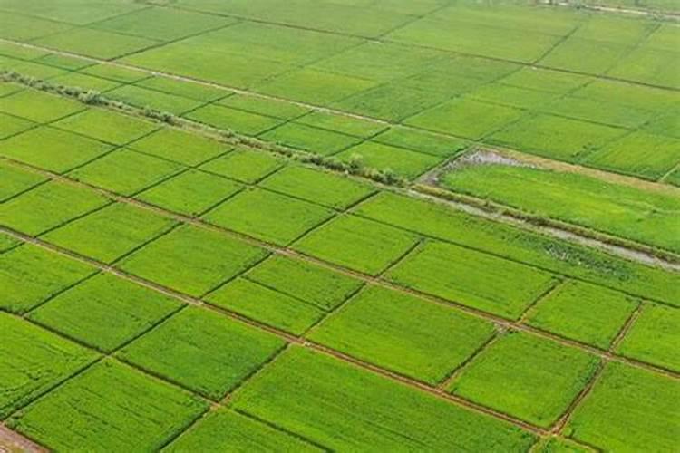 小茴香的栽培要点