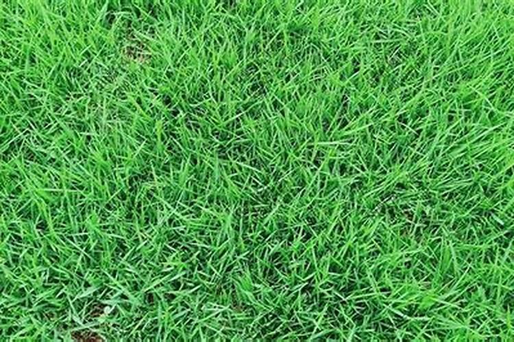 种植草坪前施啥肥肥料
