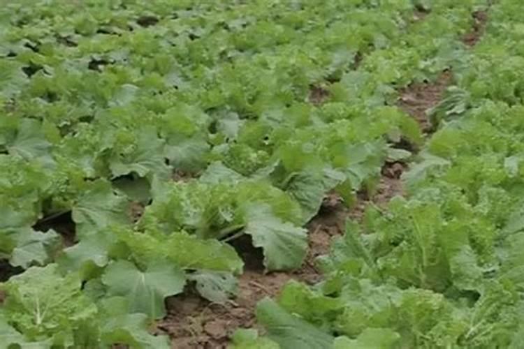 种白菜用什么肥料最好