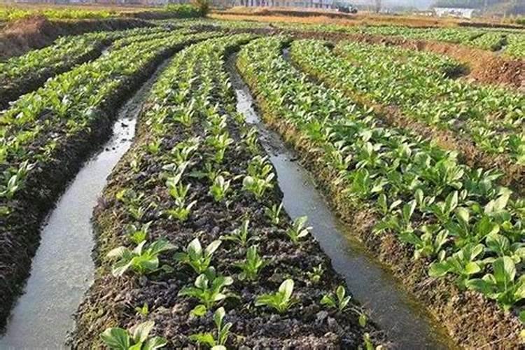 菜心什么时候播种最好 播种最佳时间与方法