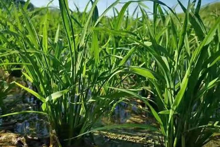 适合北方种植果树时间 北方种植果树时间是什么时候