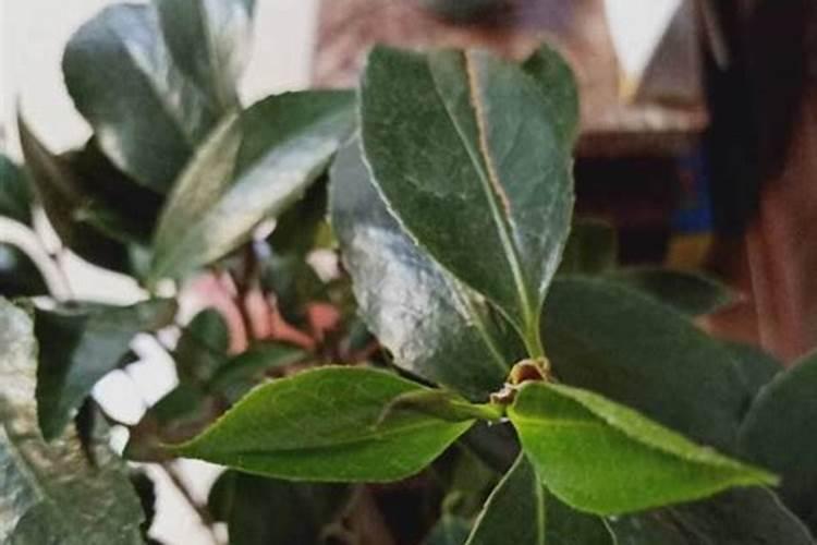 茶花长芽前如何施肥新芽更粗壮