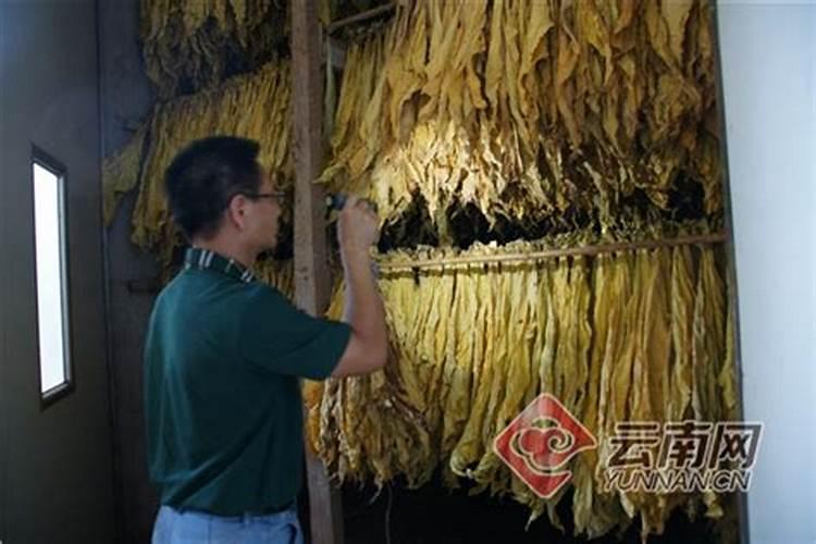 如何选购好用的叶面肥料