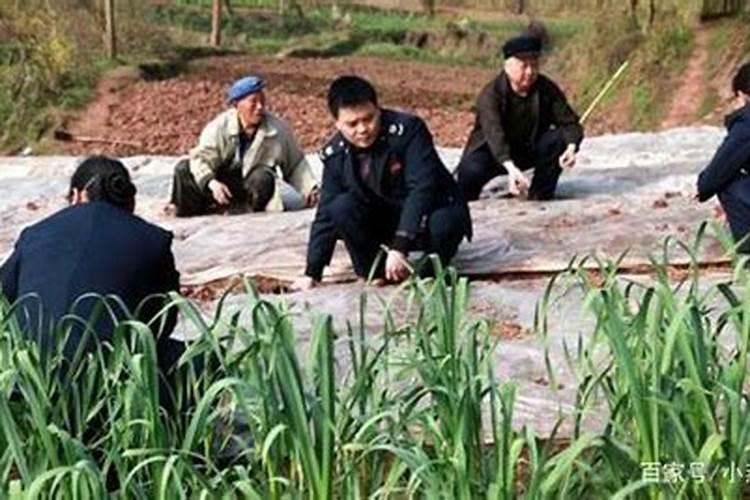 小便放几天才可以当肥料,一吨沼液相当于多少肥料