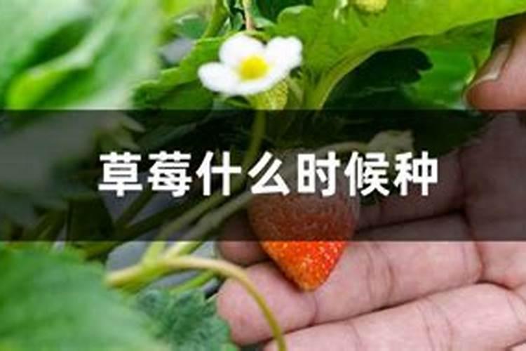 家庭自制磷钾肥有哪些,怎么使用效果好