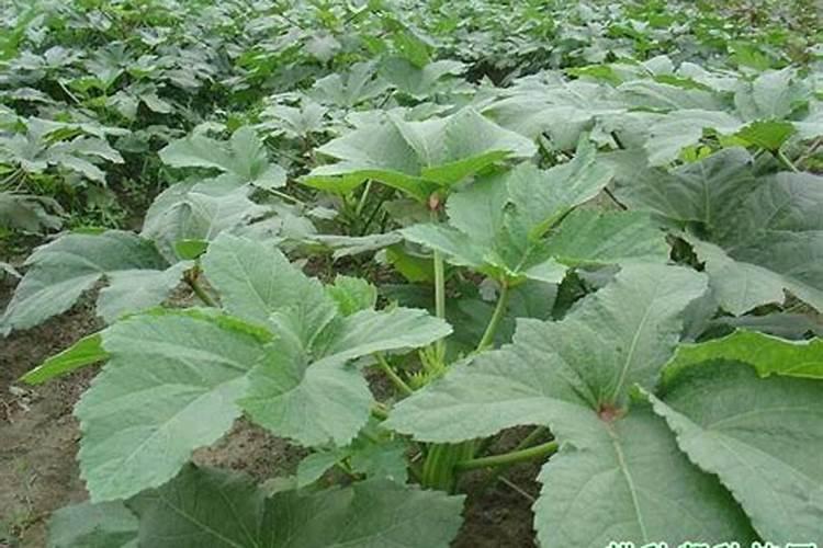 黄秋葵需要什么肥料