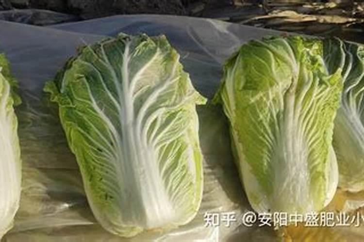 大白菜莲座期喷什么叶面肥最好？