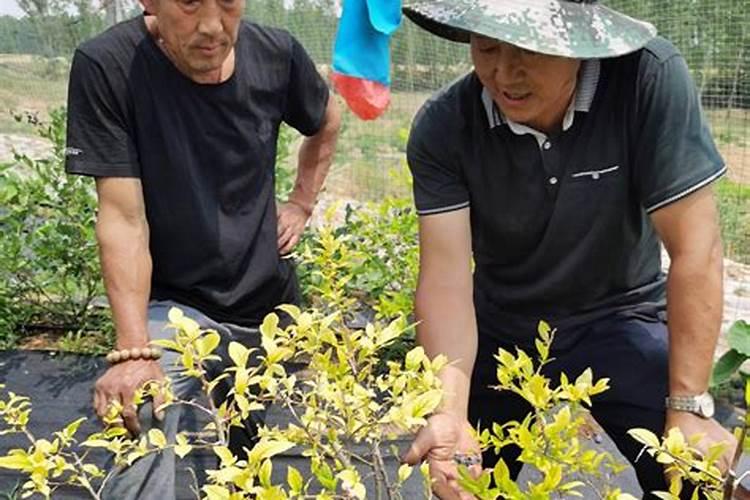 果树叶子发黄了,用什么肥料改善？