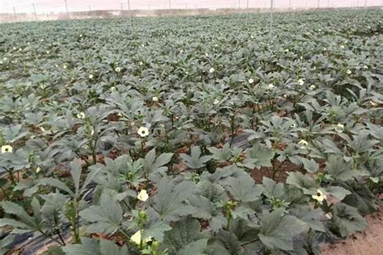 秋葵种植时间,种植方法,注意事项