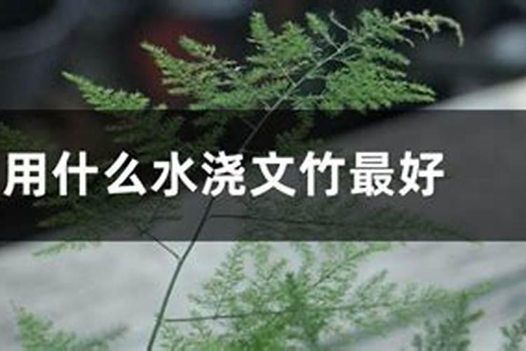 水养植物用什么肥料简单又适用
