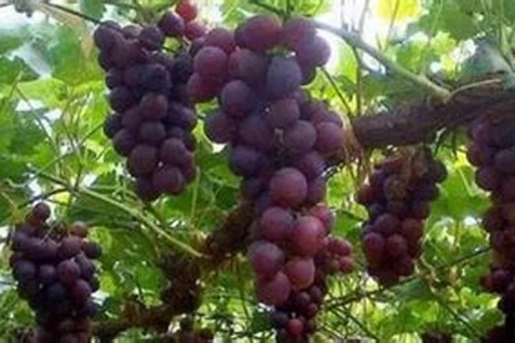 葡萄树夏季结果时怎么施肥