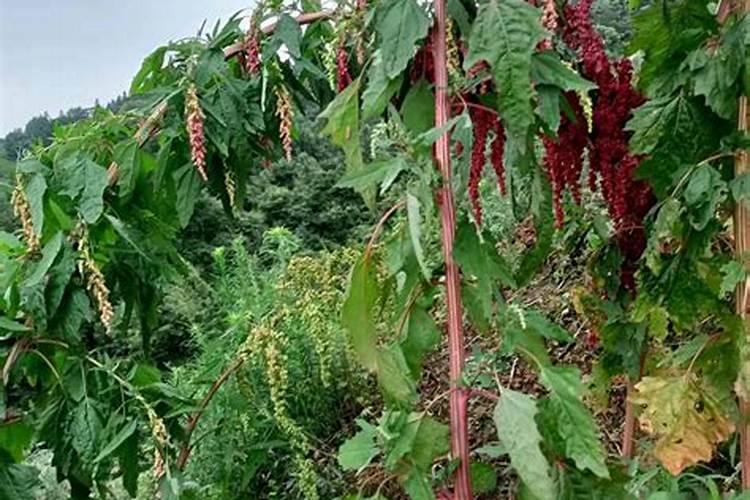 藜麦种植方法和条件
