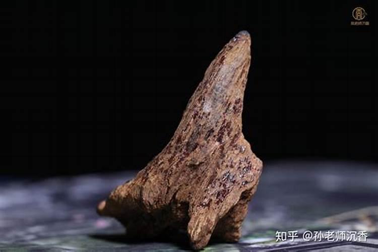 沉香桂花树室内可以种吗？