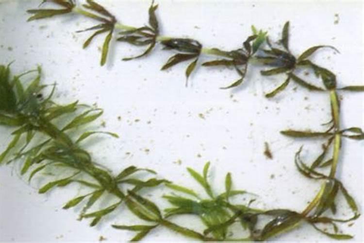 黑叶轮藻的种植方法