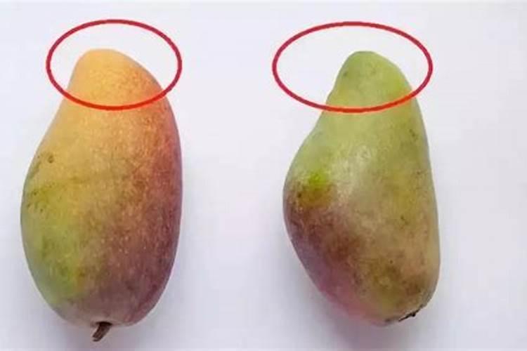 芒果结果树施肥要科学,如何给芒果结果树施肥？