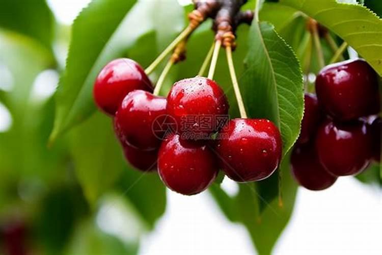 樱桃树施什么肥最好