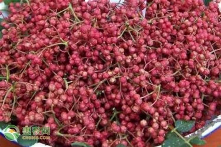 花椒叶面肥多久打好