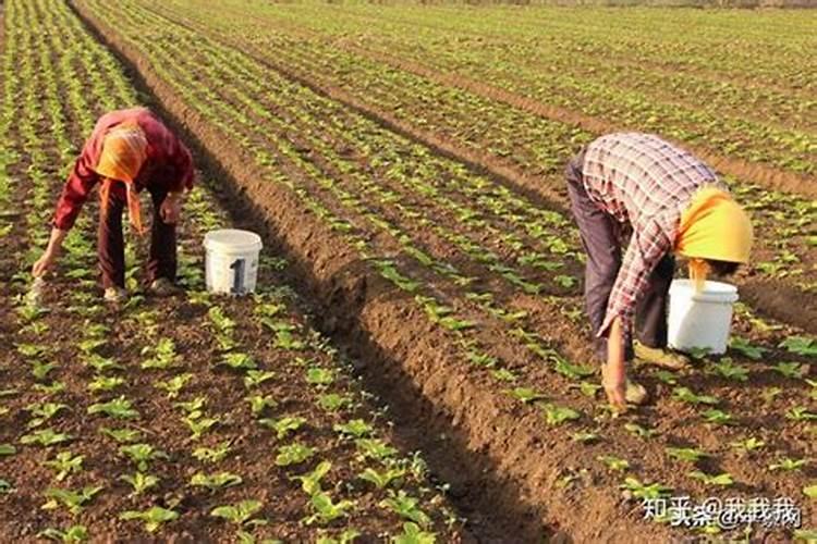 苹果用什么水溶肥好