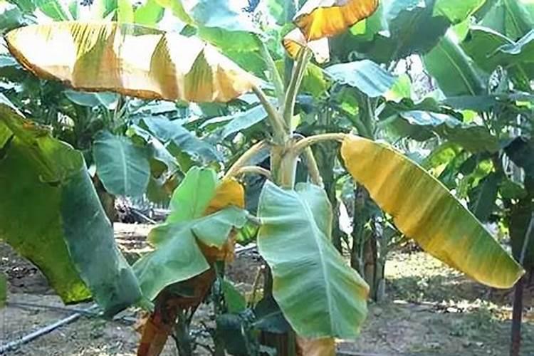 香蕉树最忌三种肥料