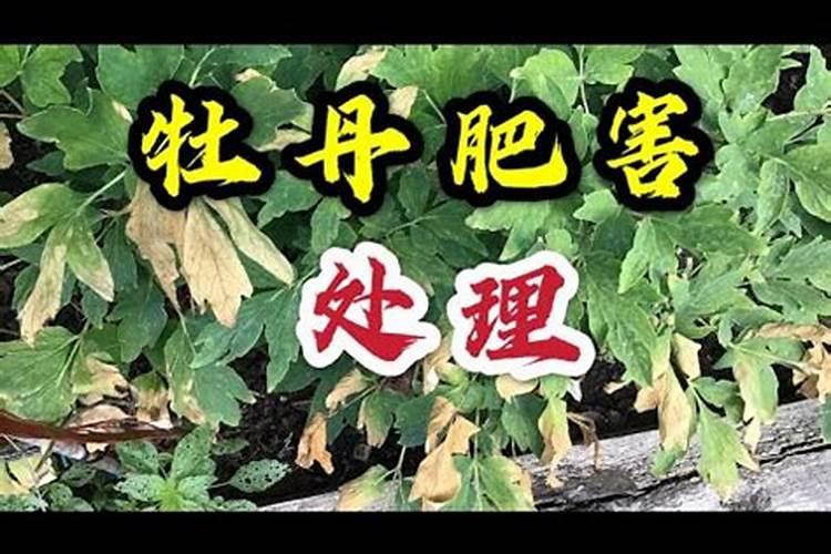 牡丹吊兰黄叶子怎么办