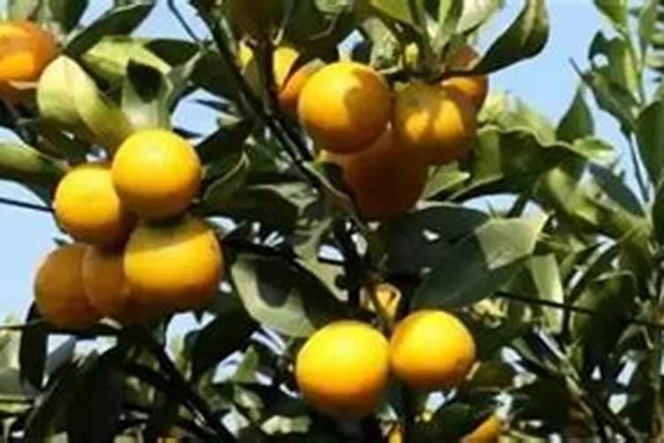 金桔最好的肥料是什么？