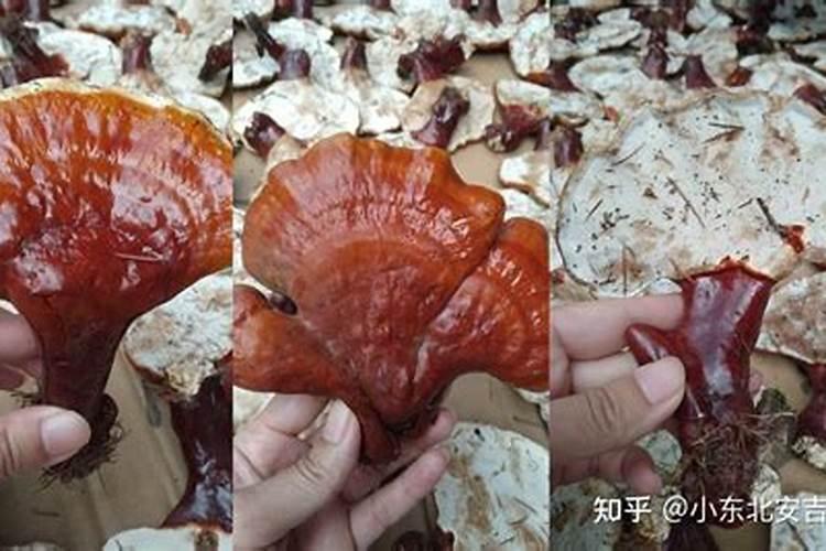 灵芝搭配什么煲汤最好