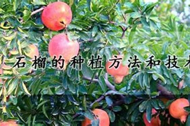 台湾番石榴台湾番石榴栽培技术