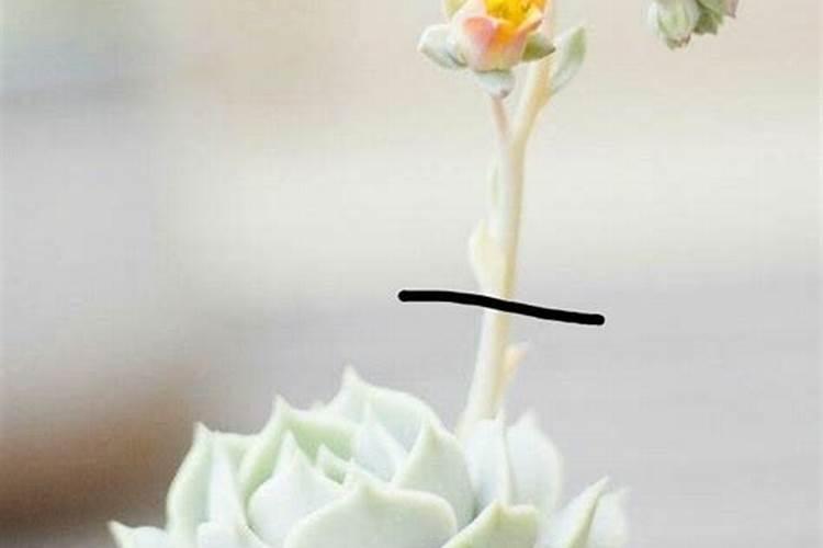 ...我想问下多肉植物怎么才能养好,可以喷叶面肥吗？