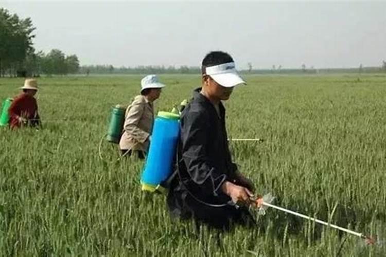 页面打黄瓜叶面打钙肥是上午打还是下午打好？