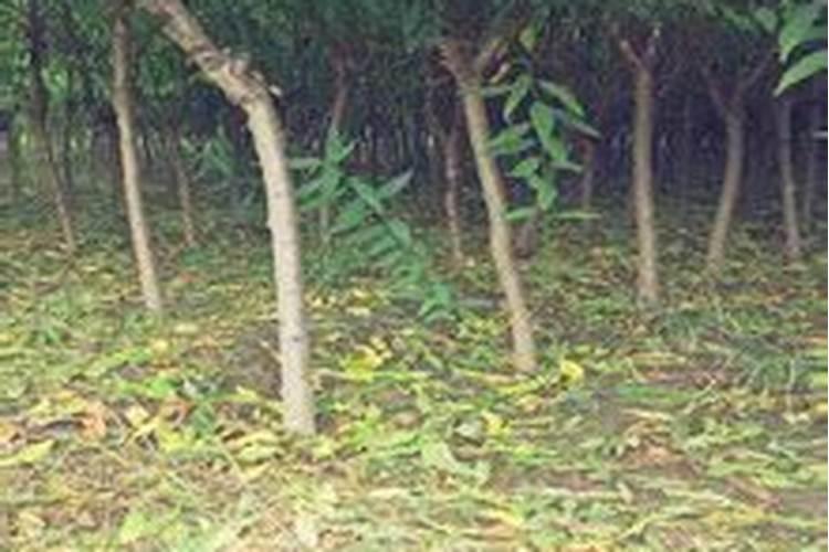 锌肥对果树有什么影响？