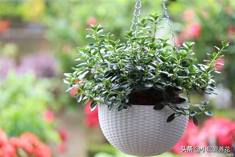 吊兰施什么肥料长得好