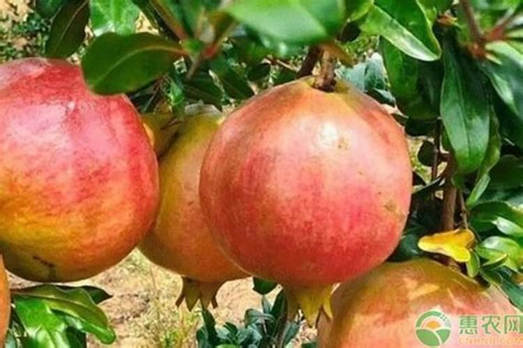 苹果树种植不同时期怎么施肥 苹果树施肥技巧