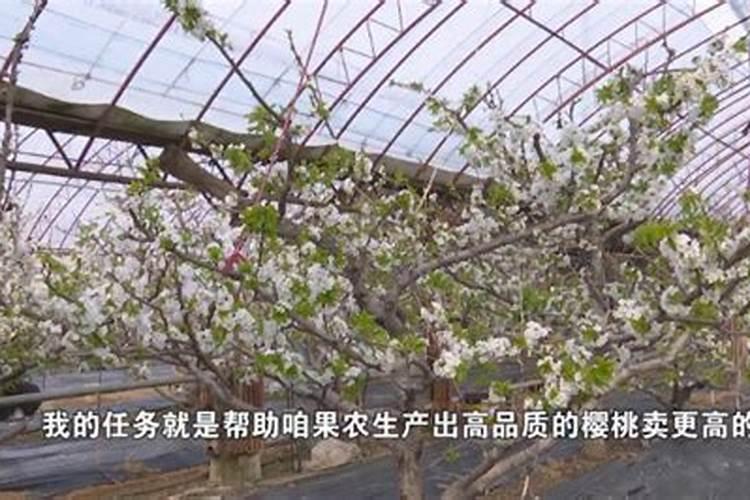 大棚种植甜樱桃总掉果子,如何提高坐果率？