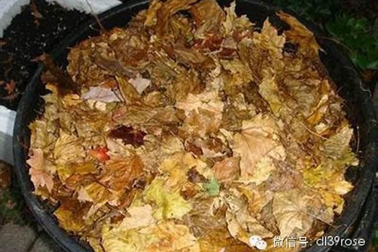 烂菜叶烂扔到菜地里能当肥料吗