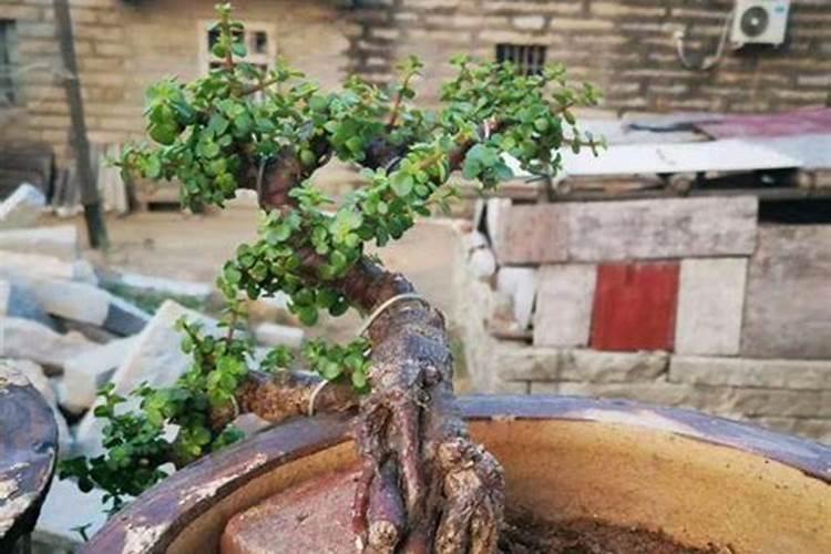 冰梅贝瑞如何上色？