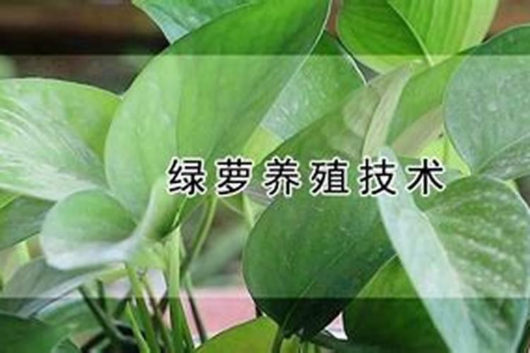 绿萝施什么肥好