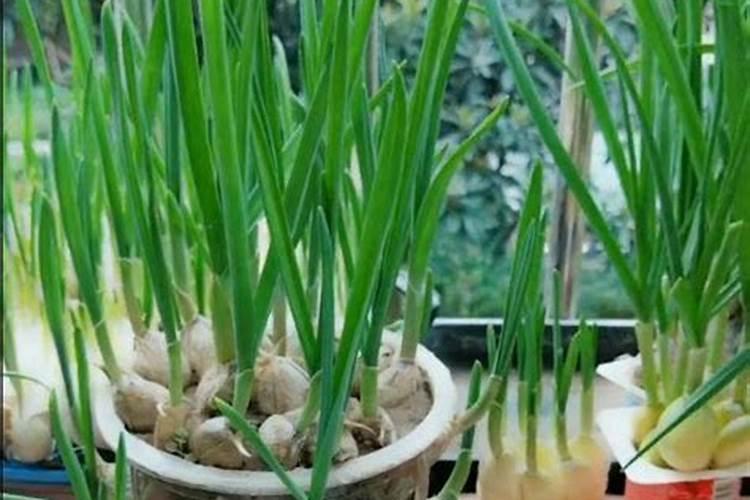 种植白蒜的时候应该如何合理的施肥？