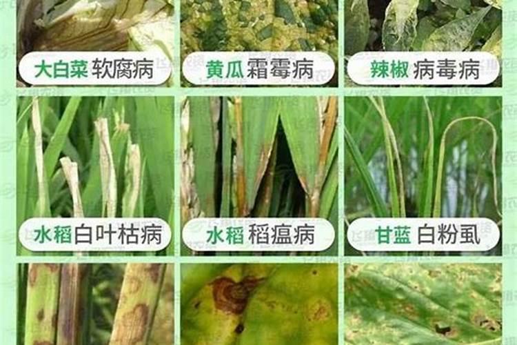 杀菌剂可以防治什么病害？杀菌剂跟什么农药复配？