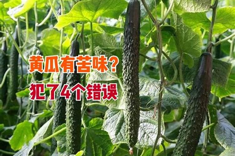 打黄瓜用什么叶面肥好
