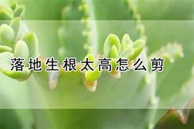 落地生根的作用