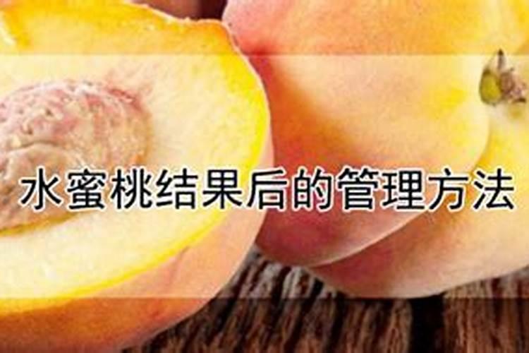 水蜜桃结果后的管理方法