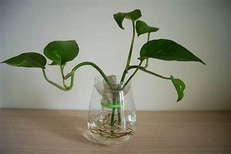 植物营养液的正确使用方法